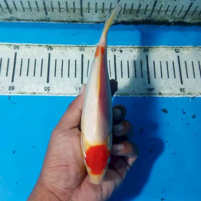 Tancho kohaku 22 cm