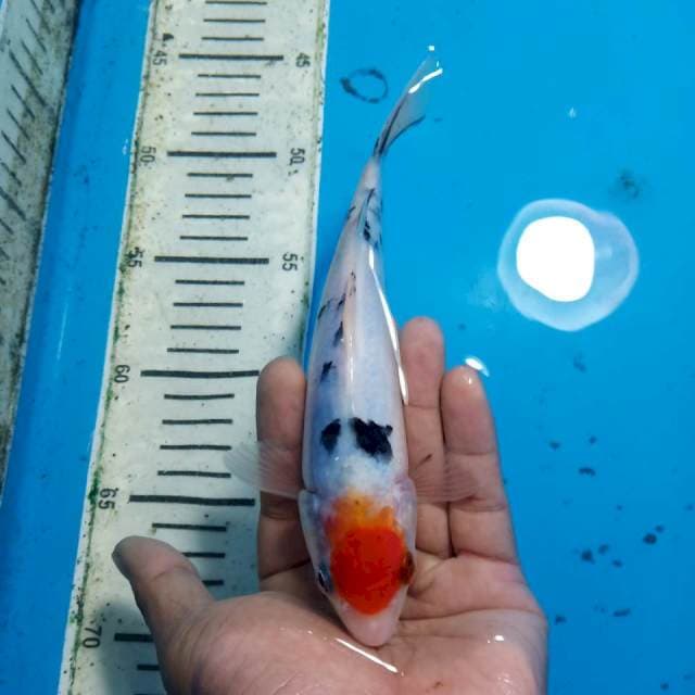 Tancho sanke 22 cm