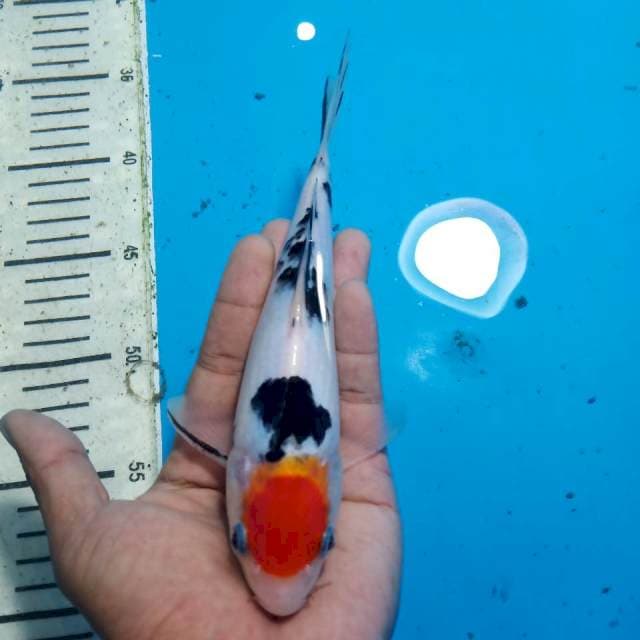 Tancho sanke 22 cm