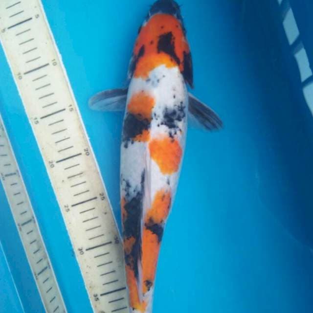 showa 39 cm