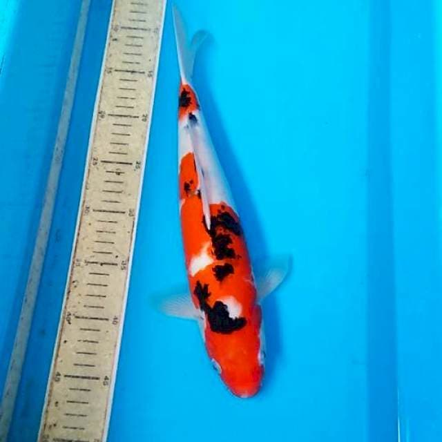 Sanke 37cm