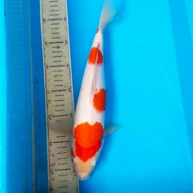Kohaku 35cm