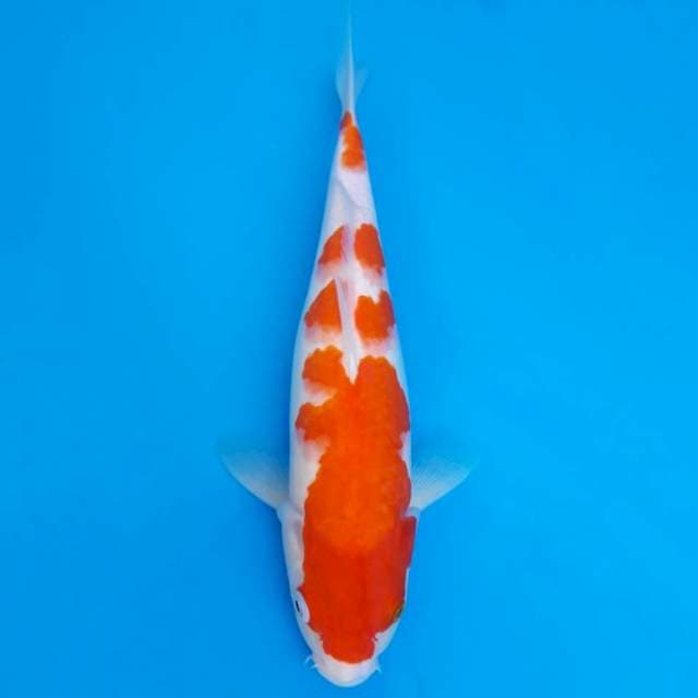 Kohaku 34cm