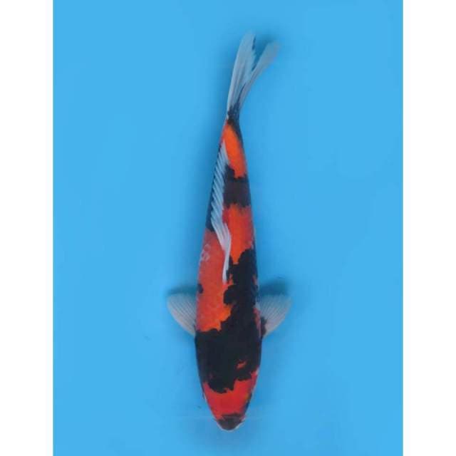 Hi Showa Strong F1 , 32cm - Male