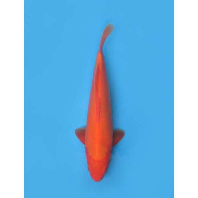 Benigoi Doitsu Murni , 37cm - Male