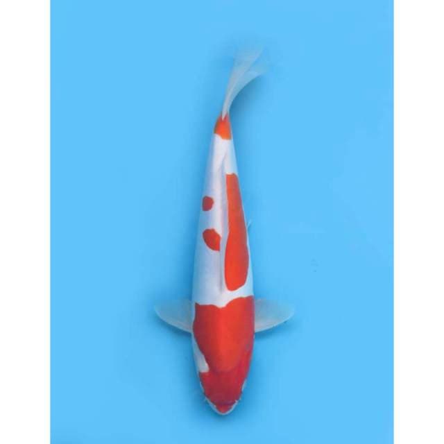 Kohaku Doitsu Murni Halus, 35cm - Male