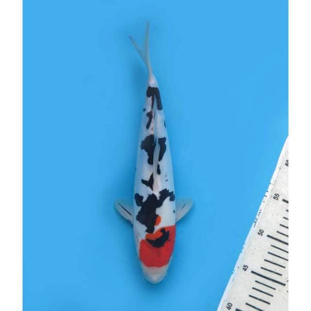 Tancho Sanke Doitsu Bahan Bagus, 30cm - Male
