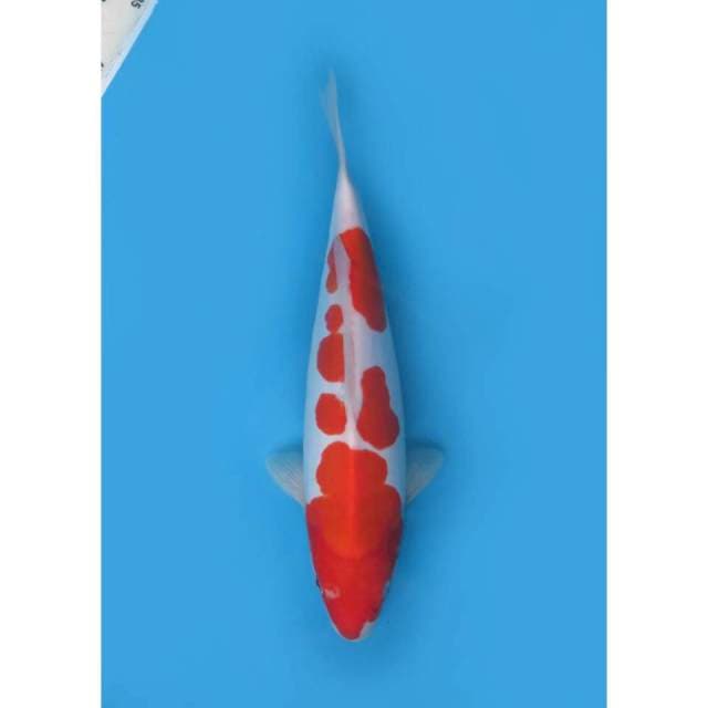 Kohaku Doitsu Good Body, 32cm - Female