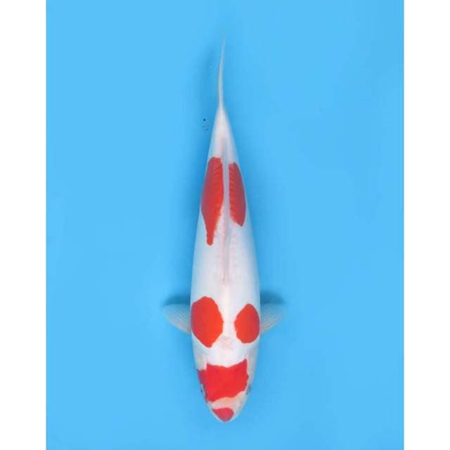 Kohaku Doitsu Murni Quality, 35cm - Female