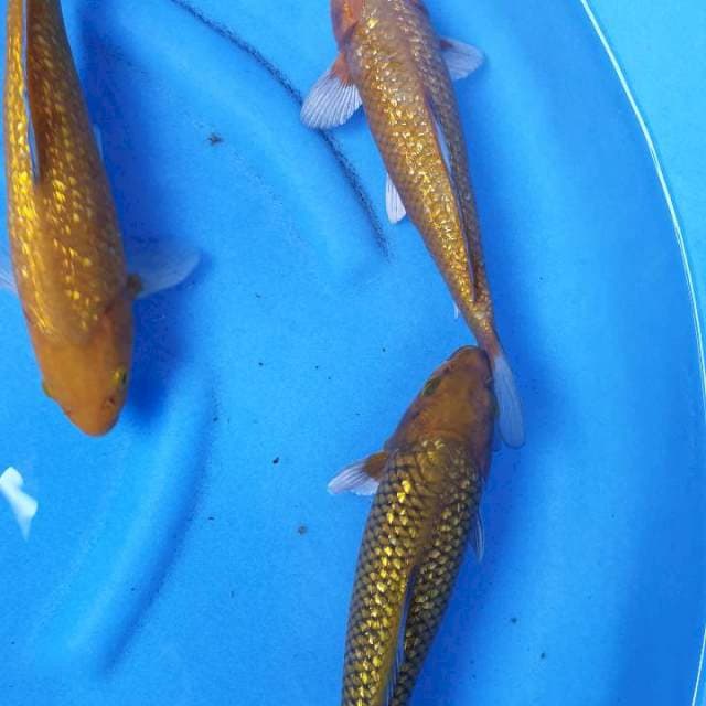 Mina Kamil ginrin 27 cm 3 ekor