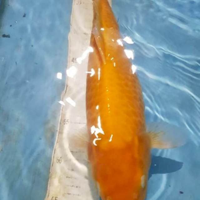 Red Karasi Ciamik