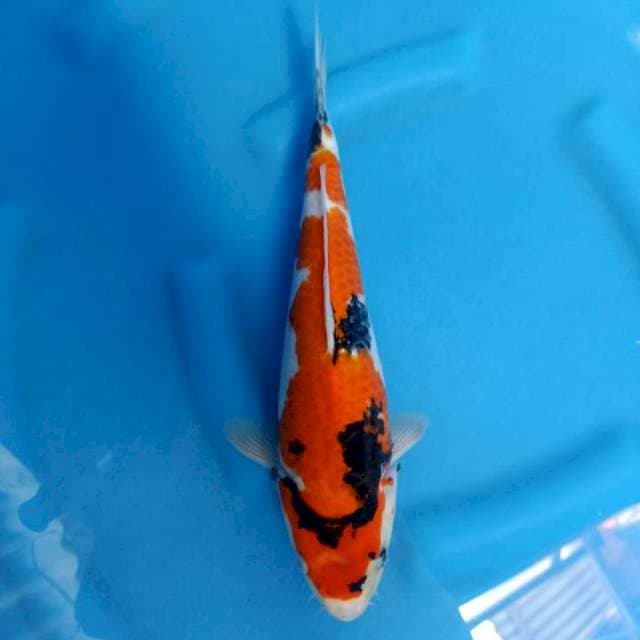 Showa 35 cm