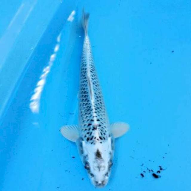 GINMAT 29 cm