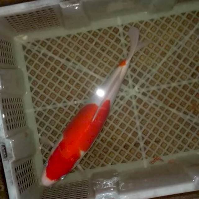 Kohaku male 30 cm