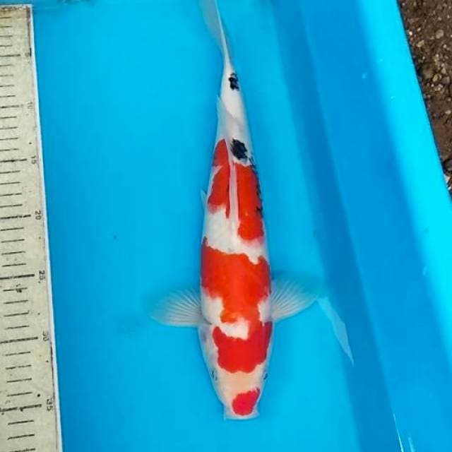 Sanke 35cm