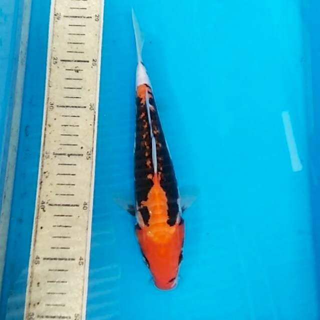 Beni kumon 26cm
