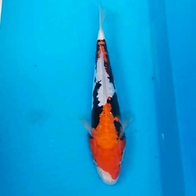 Beni kumon 24cm