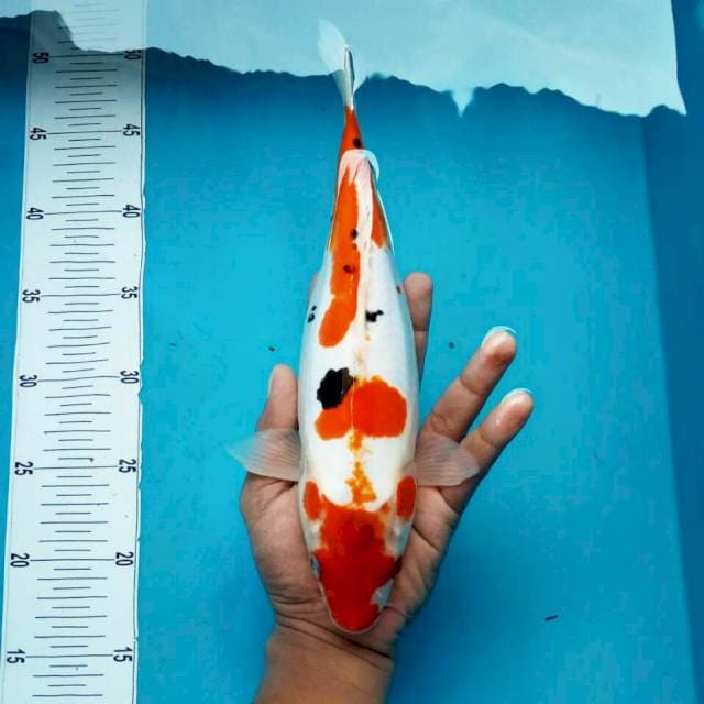 Doit sanke*35cm