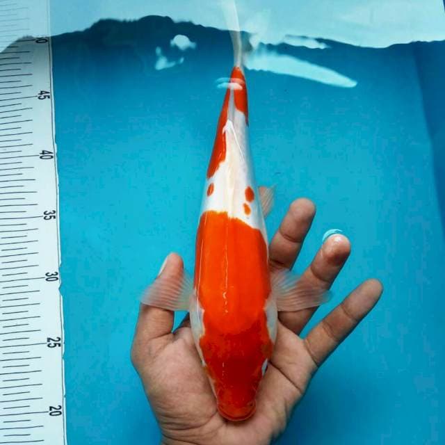 Doitsu kohaku*33cm