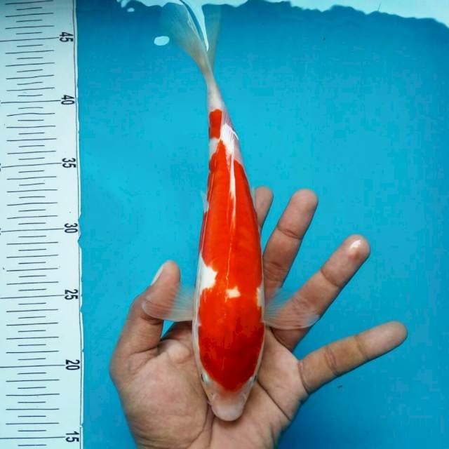 Doit kohaku*31cm