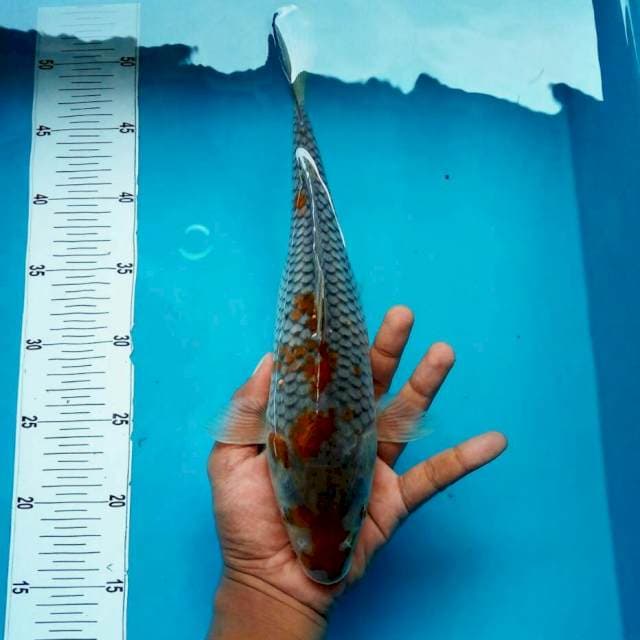 Ochiba*37cm