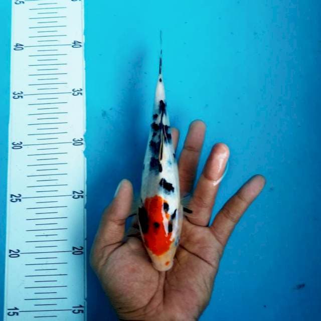 3. Tancho Showa Ori || 22 cm