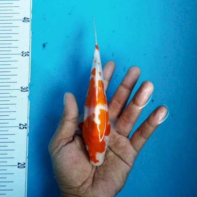 6. Kohaku Doitsu || 20 cm