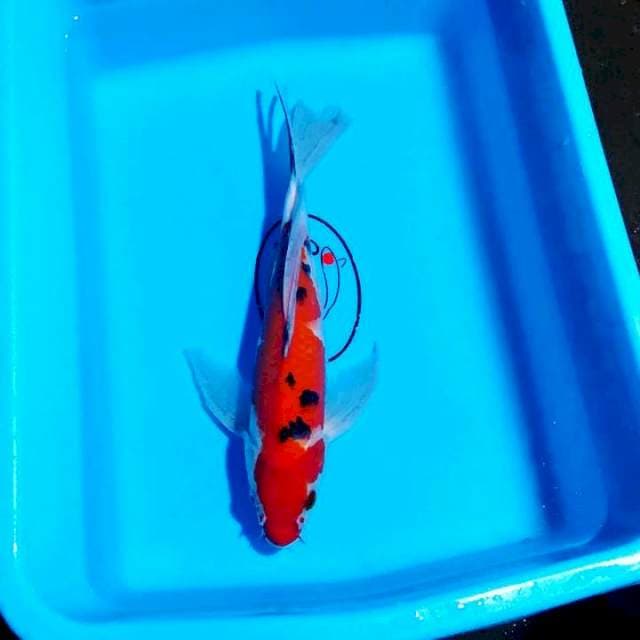 Sanke sleyer 30cm