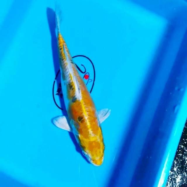 Hariwake 26 cm