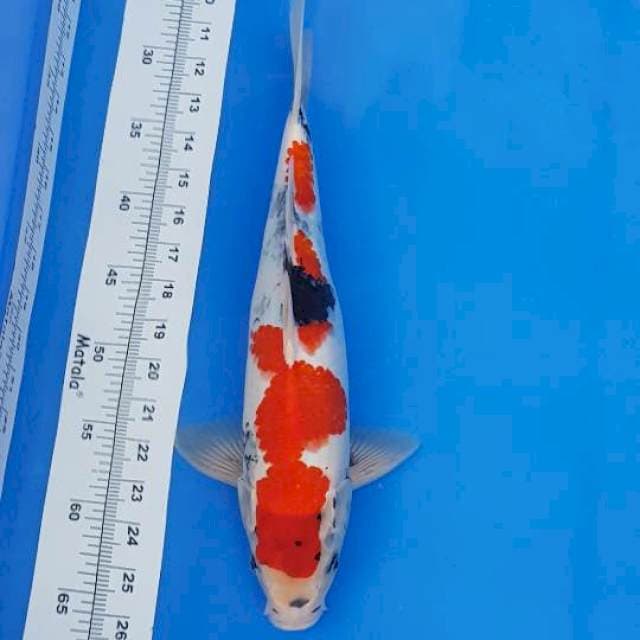 TATEGOI SHOWA 37CM