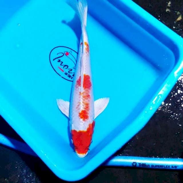 Kohaku sleyer 31cm