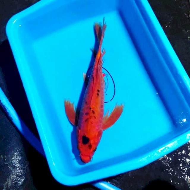 Sleyer 35cm