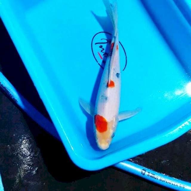 Sleyer 30 cm