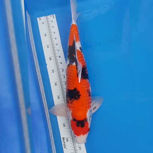 SHOWA 52CM (MALE)