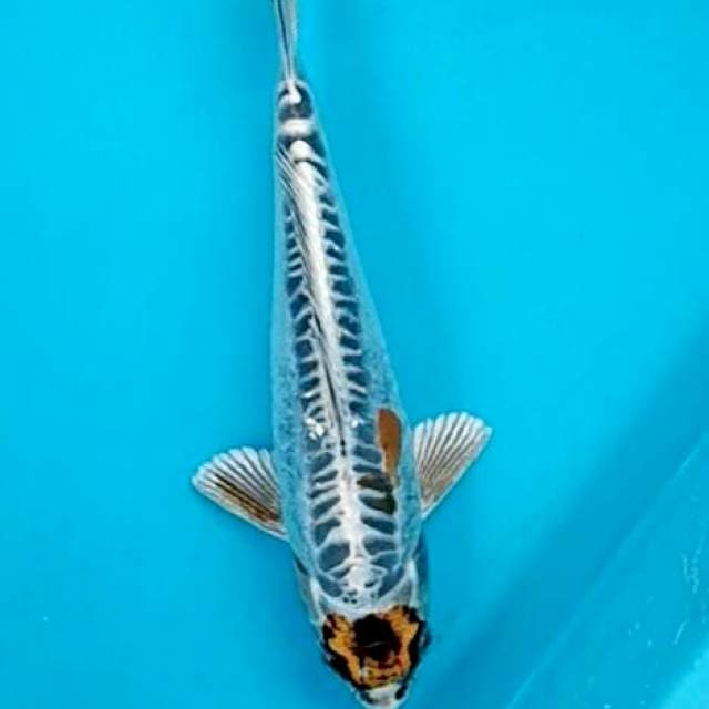 Maruten kin kiko metalik 21cm