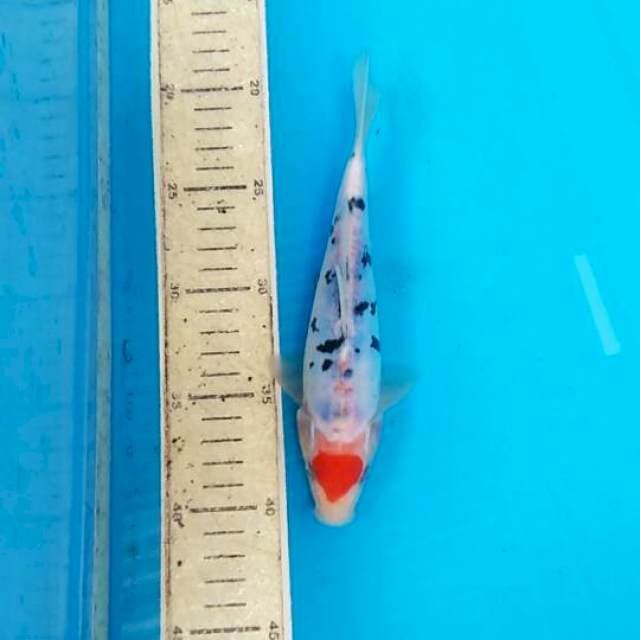 Tancho sanke doit 20cm