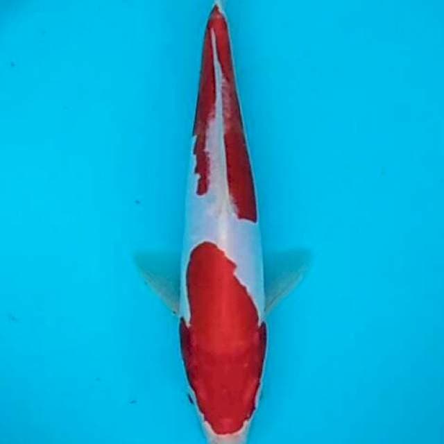 Nidan kohaku doitsu 23+cm