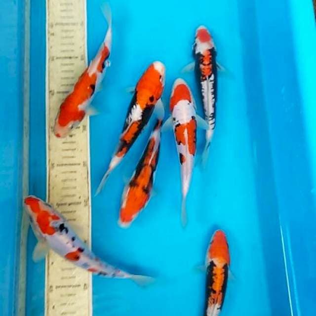 Mix 7ekor beni kumon 14, 15, 18cm