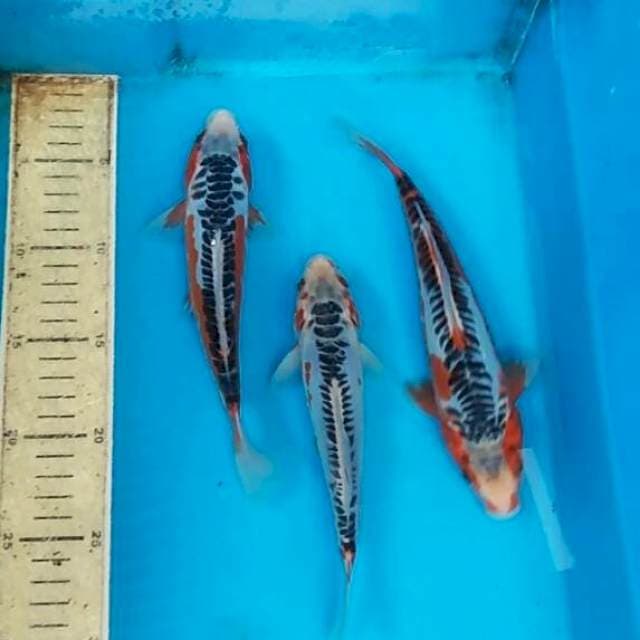 Mix 3ekor shusui 18,20,22cm