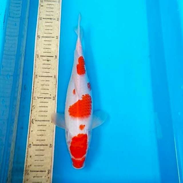 Kohaku 33cm