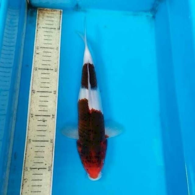 Goromo 31cm