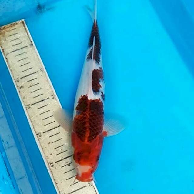 Goromo 30cm