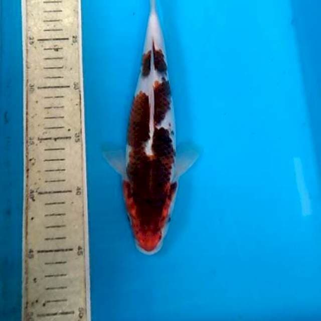 Goromo 28cm