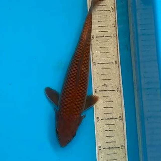 Cagoi tembaga 30cm