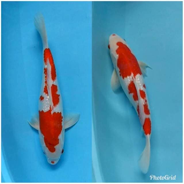 JUMBO RED KOHAKU GINRIN