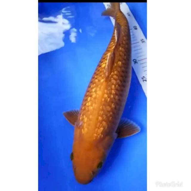 SPESIAL JUMBO Tembaga ginrin