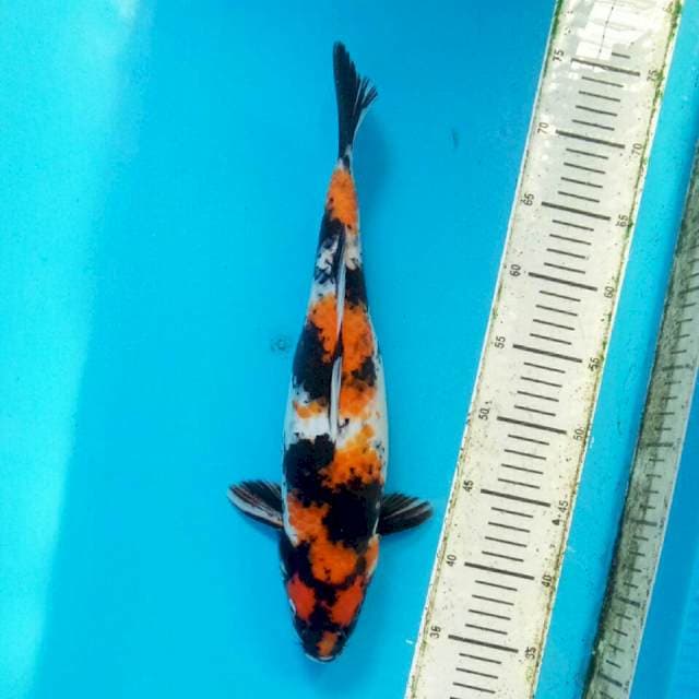 Showa