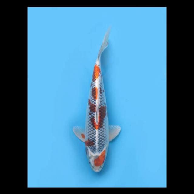 Maruten Kujaku - 34cm Male