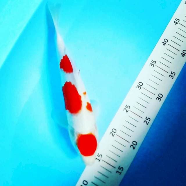 Maruten 29cm