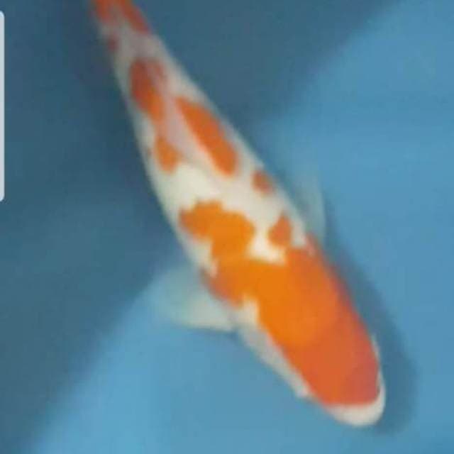 Kohaku Good Quality